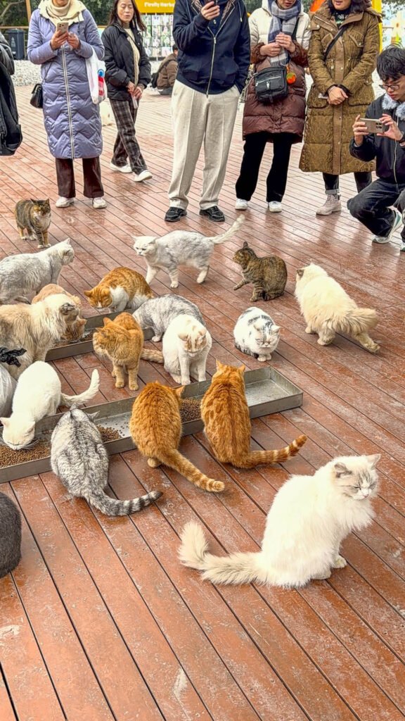 Rescued Cats in Firefly Harbor, China's first theme park for rescued cats, an optional attraction during the mountain city private guided tour